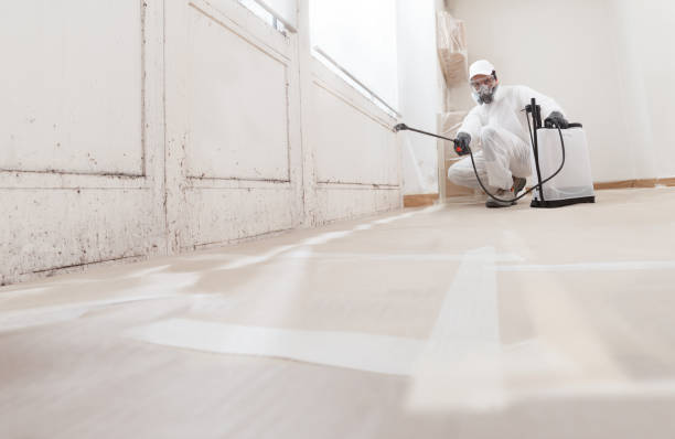 24/7 Emergency Black Mold Removal experts in Winchester, VA