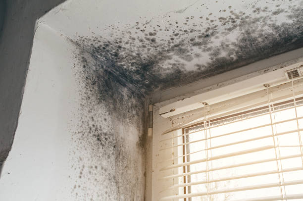 Trusted Black Mold Removal service in Winchester, VA - Cheap Mold Removal